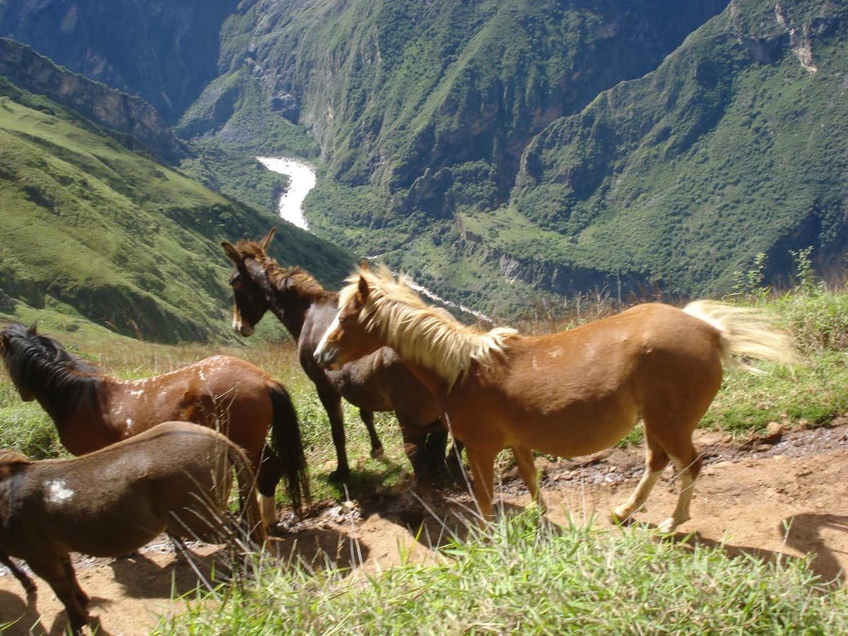 Pack animals on a mountain trail in the Andes